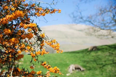 Berberis Darwinii 写真素材