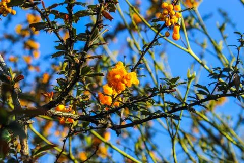 Berberis Darwinii 스톡 사진