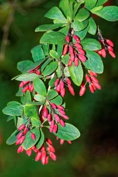 Berberis Stock Photos