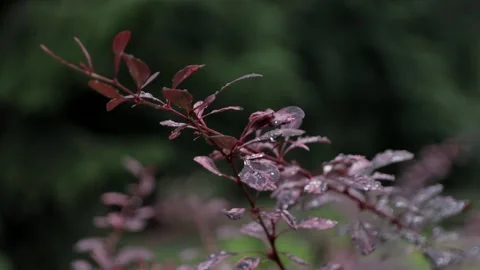 Berberis thunbergii Stock Footage 146636028