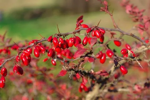 Berberis thunbergii Stock Photos