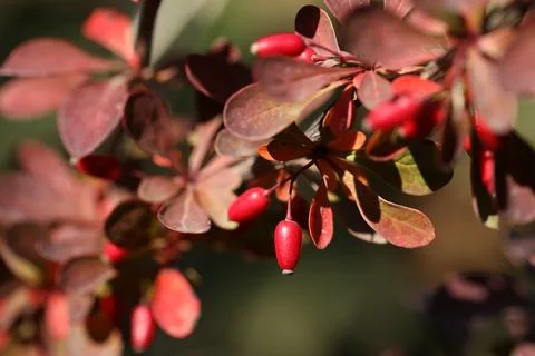 Berberis thunbergii Foto stock