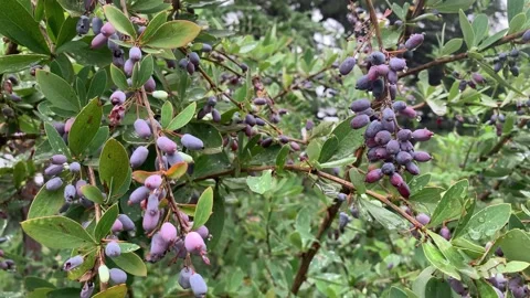 Berberis vulgaris Видео 343081093