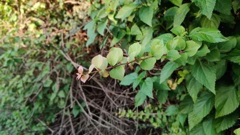 Berberry shrubs _berberis 库存影片 274650512