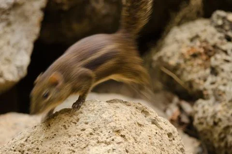 Berdmore's ground squirrel jumping. Stock Photos