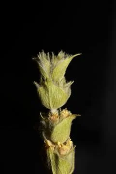 Berg tea macro background high quality prints sideritis scardica Stock Photos