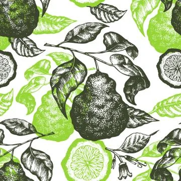Bergamot branch seamless pattern. Hand drawn vector fruit illustration. Engra Stock Illustration