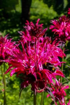 Bergamot close-up, aromatic tea additive, medicinal plant. Foto stock