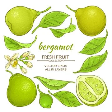 Bergamot elements set Stock Illustration