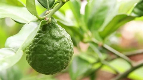 Bergamot Video stock 200722538