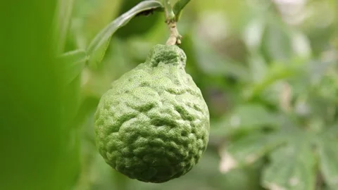 Bergamot Stock Footage 200722543