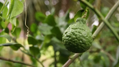Bergamot Stock Footage 200722571