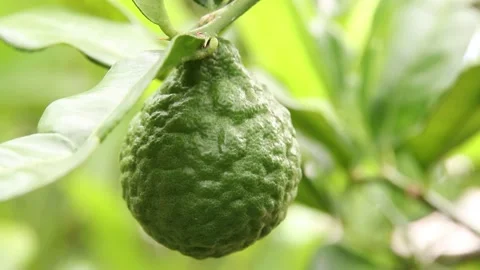 Bergamot Video stock 200722582