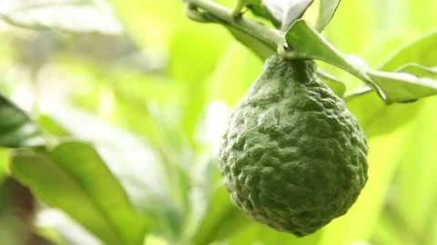 Bergamot Stock Footage 200722598