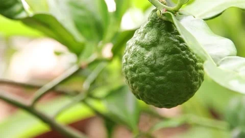 Bergamot Stock Footage 200722631