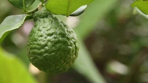 Bergamot Stock Footage 200722670
