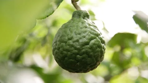 Bergamot Stock Footage 200722678