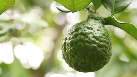 Bergamot Stock Footage 200723005
