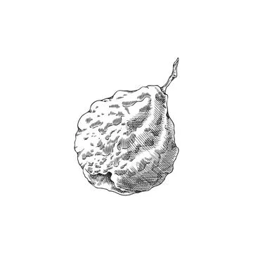Bergamot fruit engraved sketch vector icon. Hand drawn fresh ripe Kaffir lime Stock Illustration
