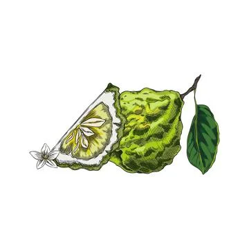 Bergamot fruit, flower and leaf sketch. Hand drawn fresh ripe green Kaffir li Stock Illustration