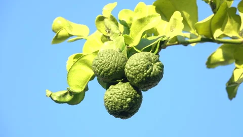 Bergamot fruit 스톡 동영상 290476720