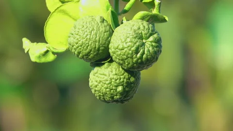 Bergamot fruit 스톡 동영상 297555258