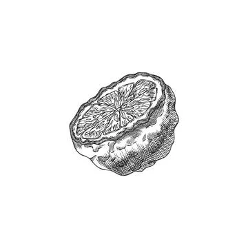 Bergamot fruit half cut engraved sketch, vector hand drawn ripe Kaffir lime.. Stock Illustration