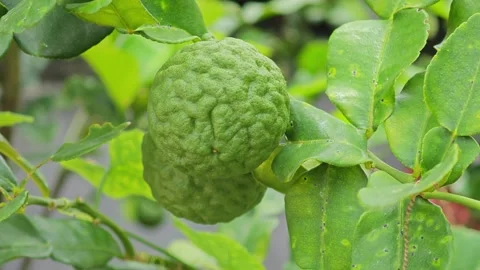 Bergamot fruit hang on the tree. Stock Footage 310048768