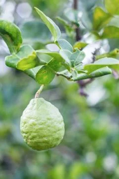 The bergamot fruit Foto stock