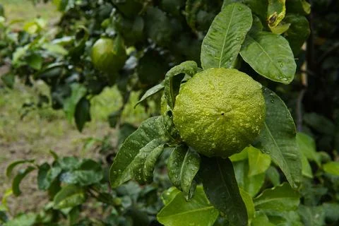 Bergamot fruit Photos