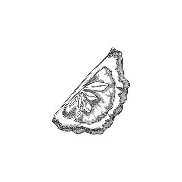 Bergamot fruit slice engraved sketch, vector hand drawn ripe Kaffir lime fr.. Stock Illustration