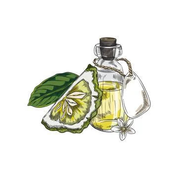 Bergamot fruit slice, flower, leaf and bottle of oil vector sketch, hand dr.. Stock Illustration