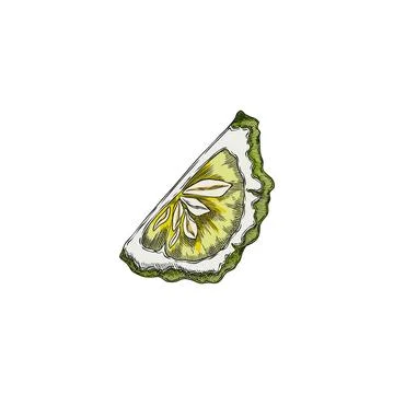 Bergamot fruit slice sketch. Hand drawn fresh ripe green Kaffir lime fruit. O Stock Illustration
