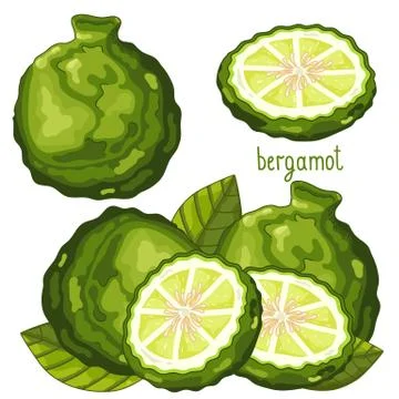 Bergamot Isolated, Vector. Stock Illustration