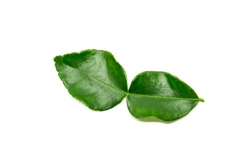Bergamot leaf Stock Photos