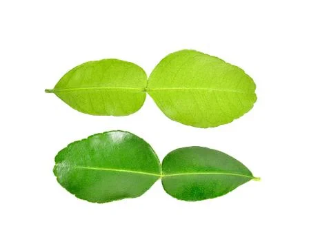 Bergamot leaf on white background Stock Photos