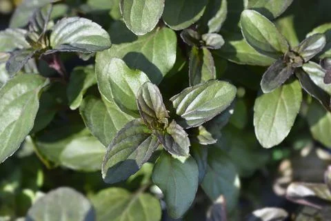 Bergamot mint Stock Photos