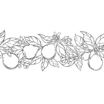 Bergamot Outline Horizontal Seamless Pattern Stock Illustration