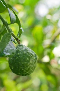 Bergamot Stock Photos