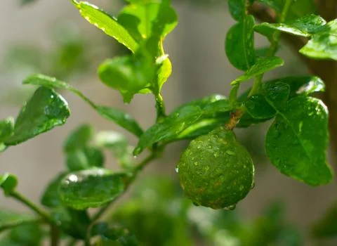 Bergamot Stock Photos