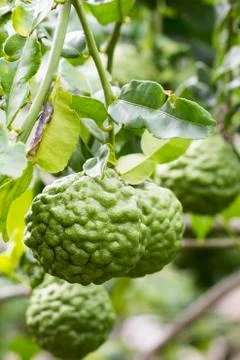 Bergamot Stock Photos