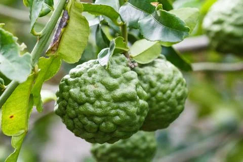 Bergamot Stock Photos
