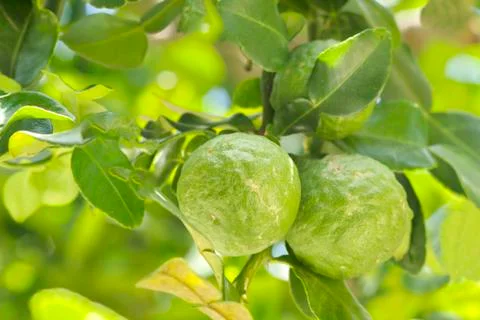 Bergamot. Stock Photos