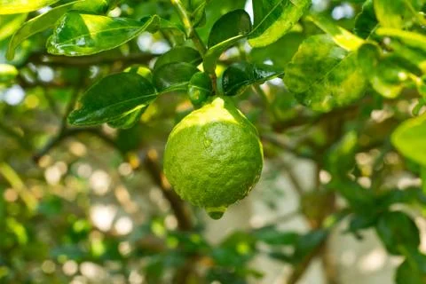 Bergamot Stock Photos