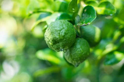 Bergamot Stock Photos
