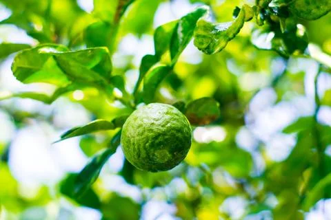 Bergamot Stock Photos