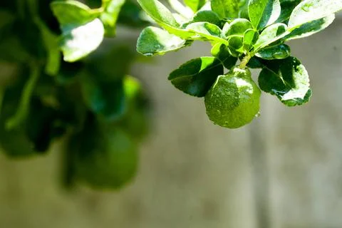 Bergamot Stock Photos