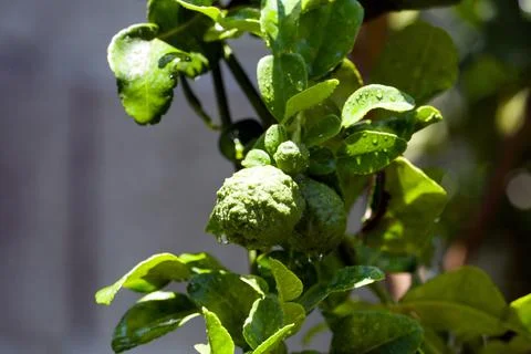 Bergamot Stock Photos