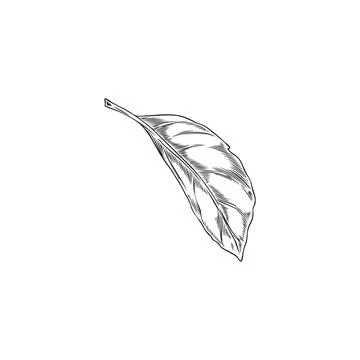 Bergamot tree falling leaf engraved vector sketch, plant foliage, tea herb,.. Illustrazione stock