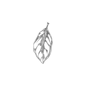 Bergamot tree leaf engraved sketch, vector hand drawn falling floral elemen.. Stock Illustration